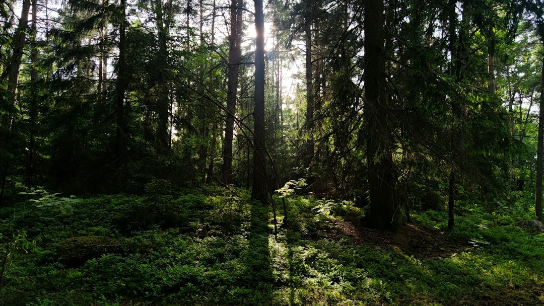 forest light rays